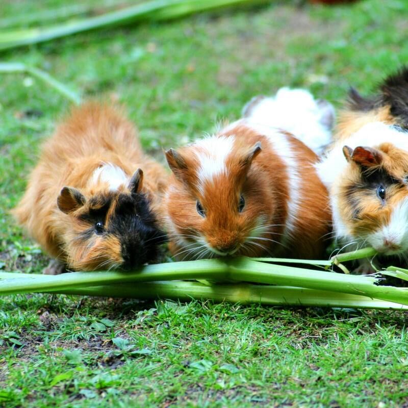 We look after Guinea Pigs