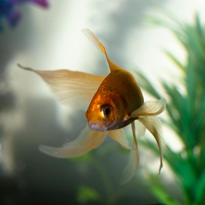 We look after Goldfish or any colour fish!