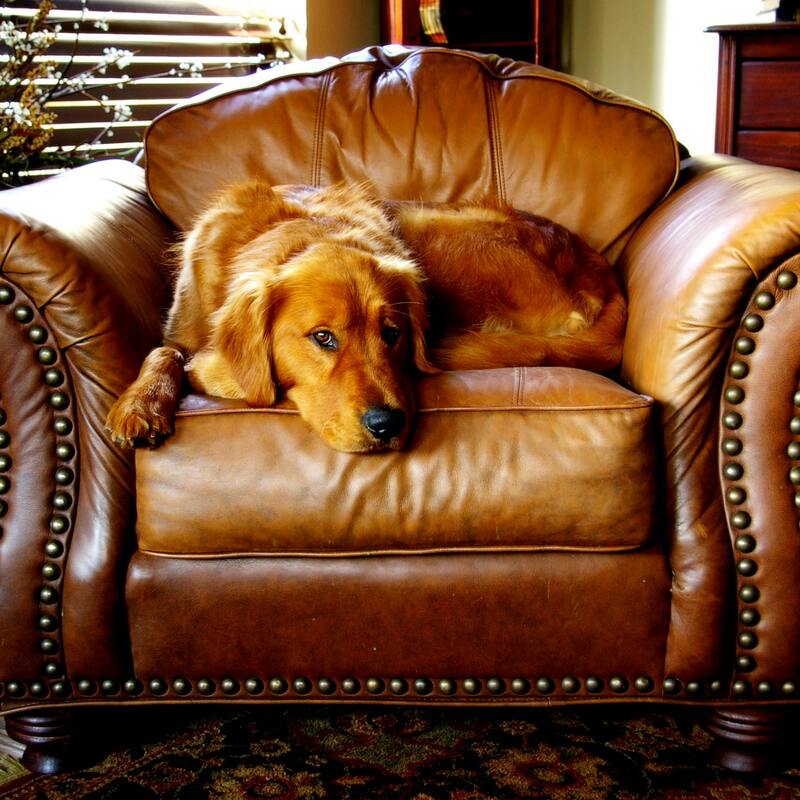 We look after Dogs and Puppies